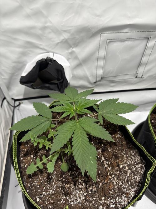 royal cookies. Week 3