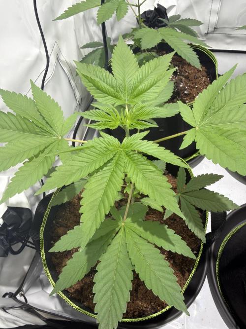 royal cookies. Week 4