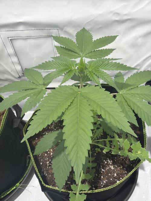 royal cookies. Week 4
