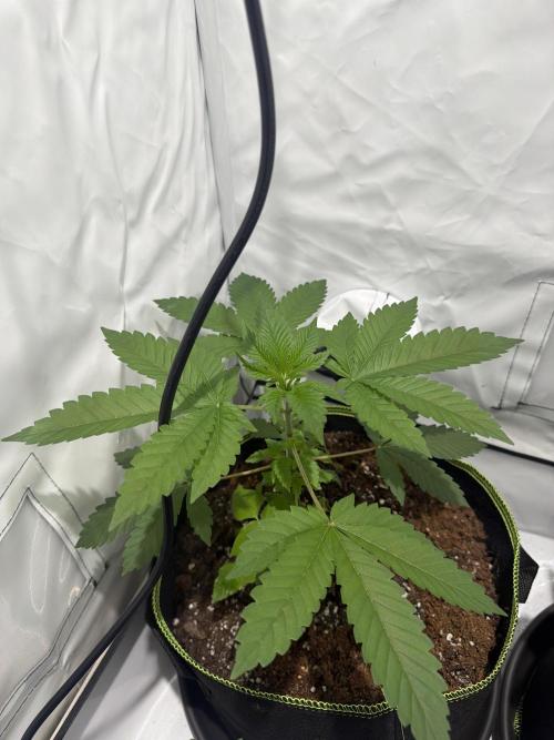 royal cookies. Week 4