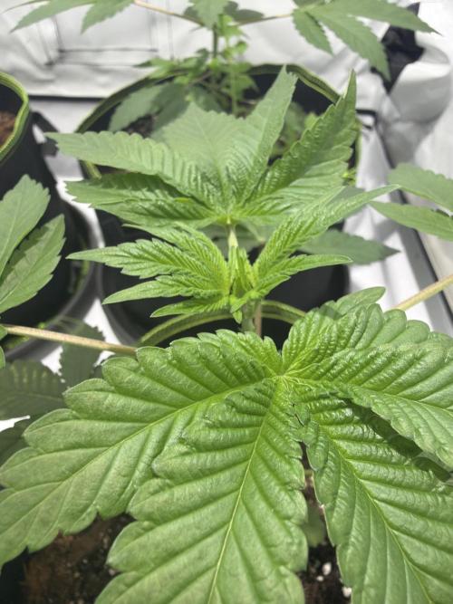 royal cookies. Week 4