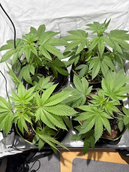 royal cookies. Week 5