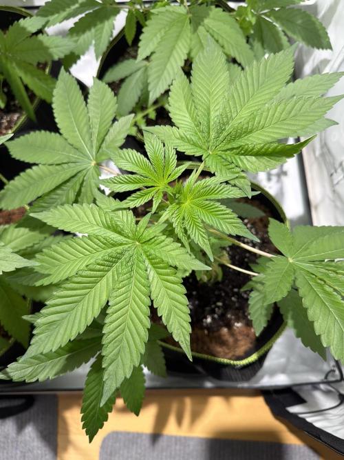 royal cookies. Week 5