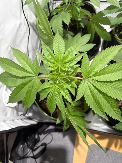 royal cookies. Week 5