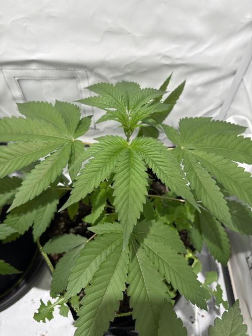royal cookies. Week 5