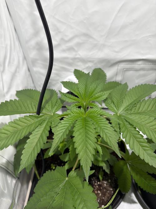 royal cookies. Week 5