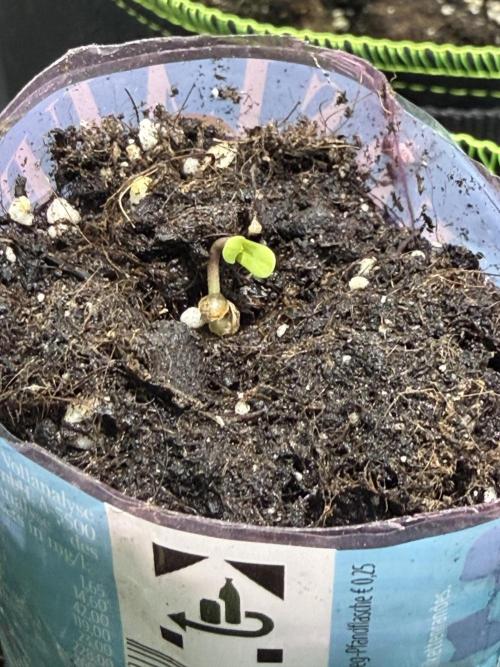 Royal cookies. Week 0 - 3rd day