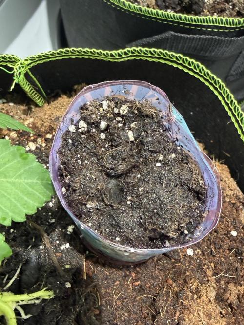 Royal cookies. Week 0