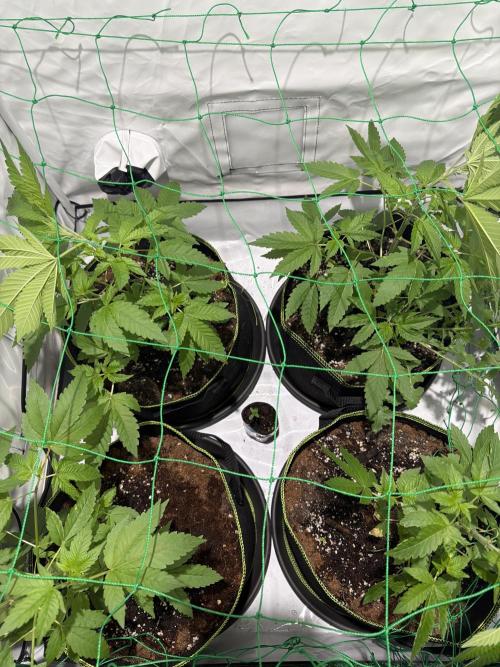 royal cookies. Week 6