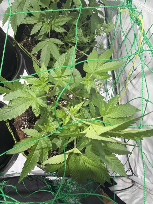 royal cookies. Week 6