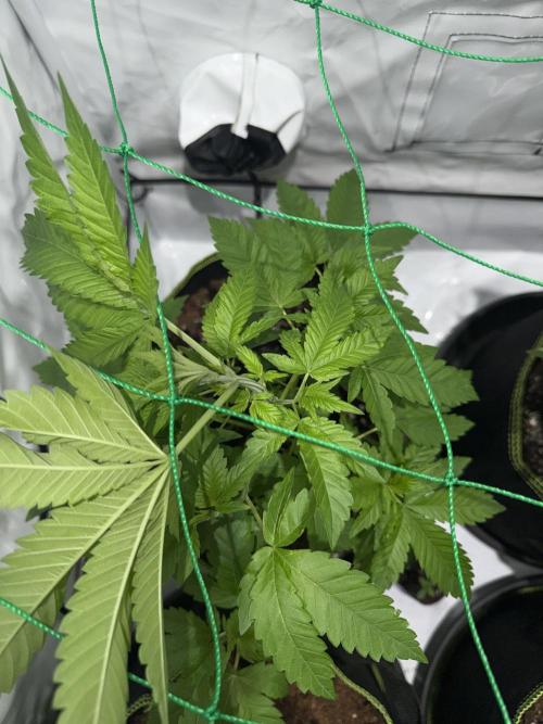 royal cookies. Week 6