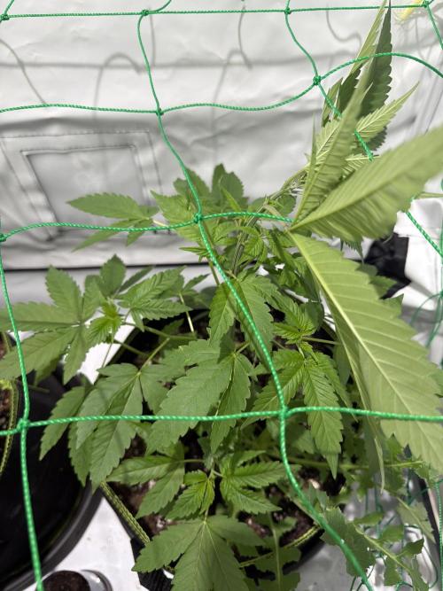 royal cookies. Week 6