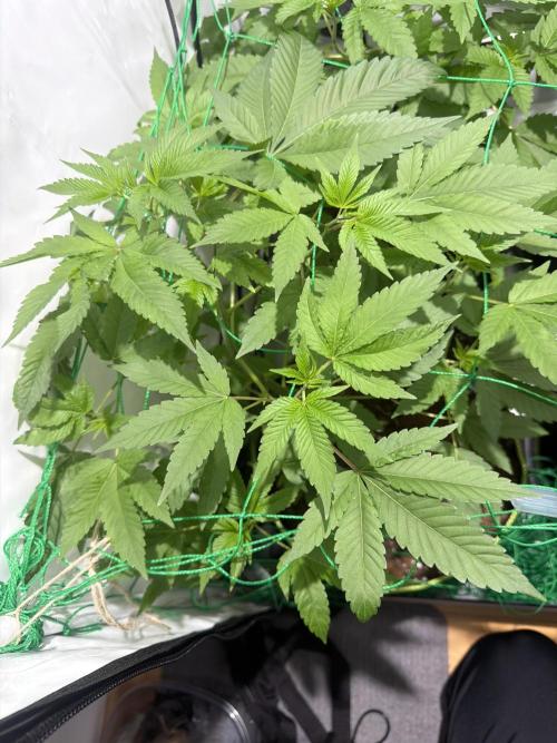 royal cookies. Week 7