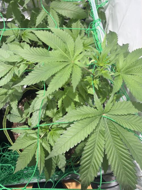 royal cookies. Week 7