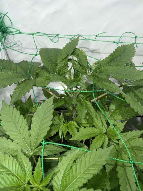 royal cookies. Week 7