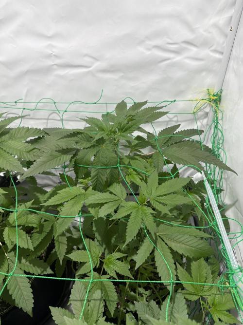 royal cookies. Week 7