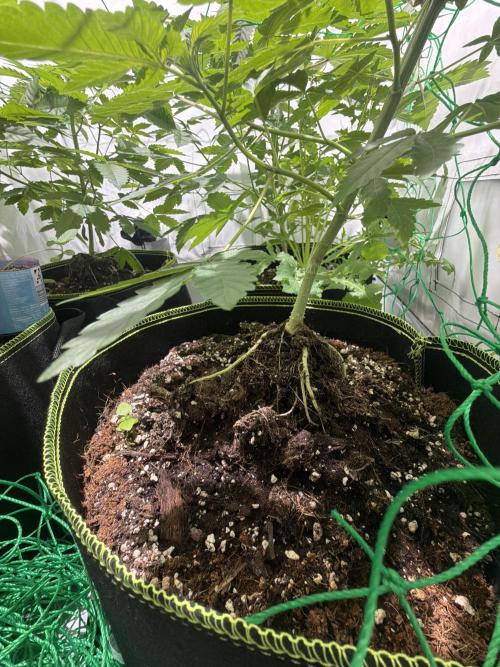royal cookies. Week 7