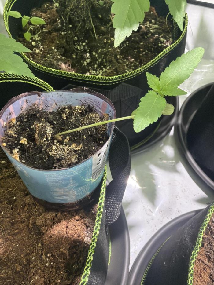 Royal cookies. Week 1