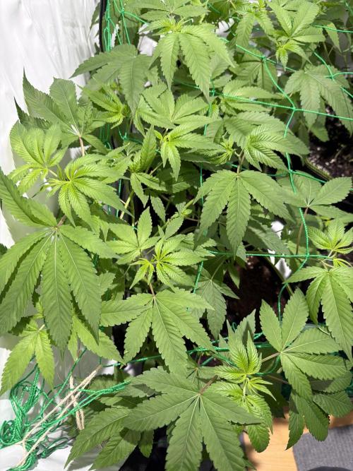 royal cookies. Week 8