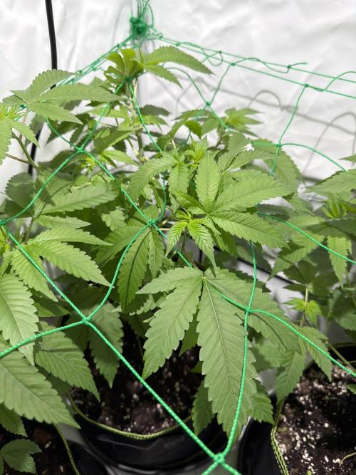 royal cookies. Week 8