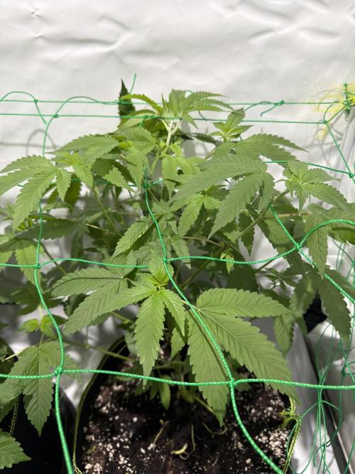 royal cookies. Week 8