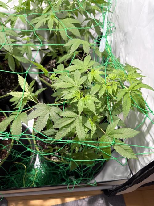 royal cookies. Week 8 - This one 