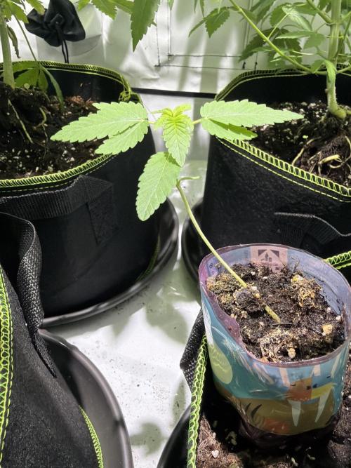 Royal cookies. Week 2