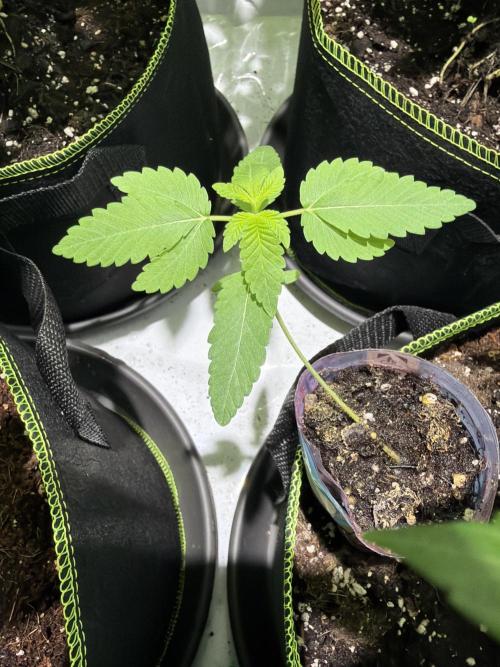 Royal cookies. Week 2
