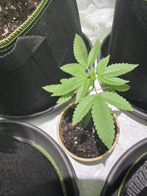 Royal cookies. Week 3
