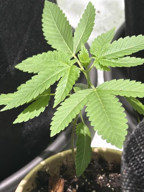 Royal cookies. Week 3