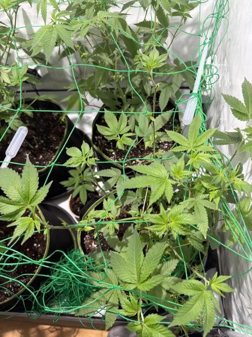 royal cookies. Week 9