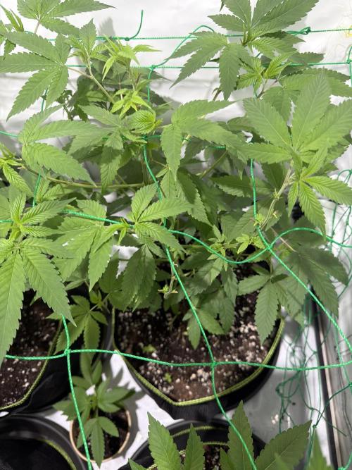 royal cookies. Week 9