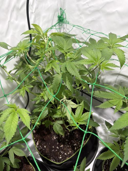royal cookies. Week 9