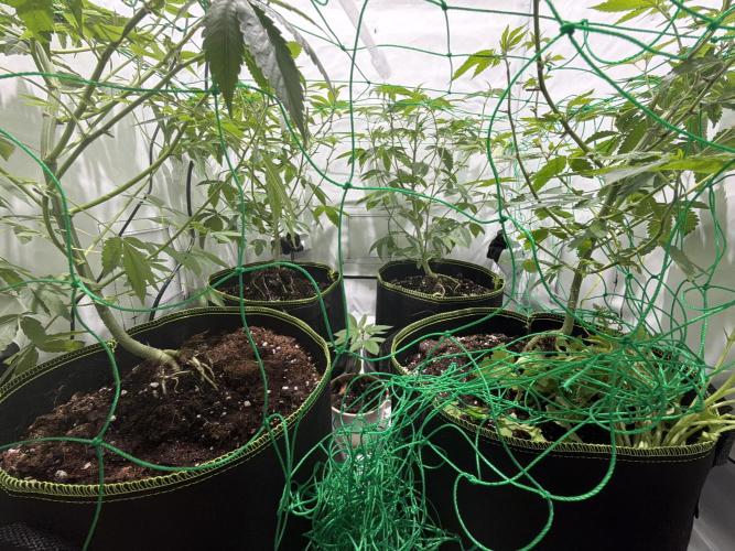 royal cookies. Week 9