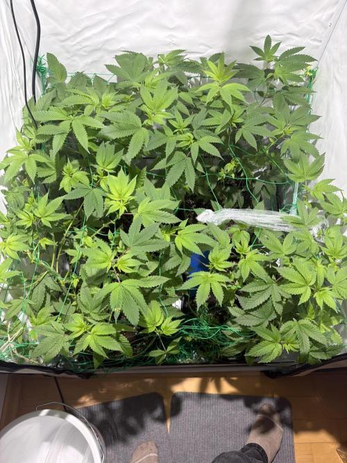 royal cookies. Week 10