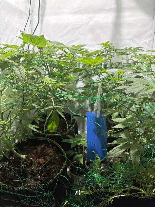 royal cookies. Week 10