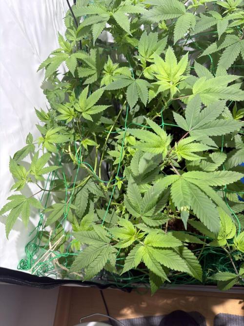 royal cookies. Week 10