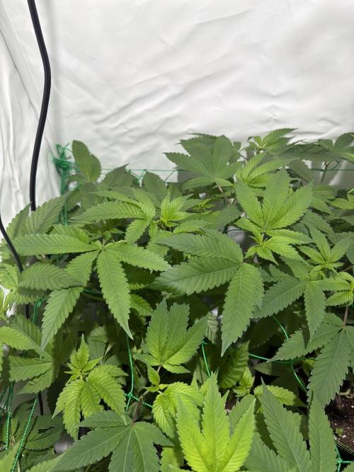 royal cookies. Week 10