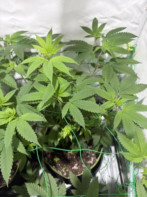 royal cookies. Week 10