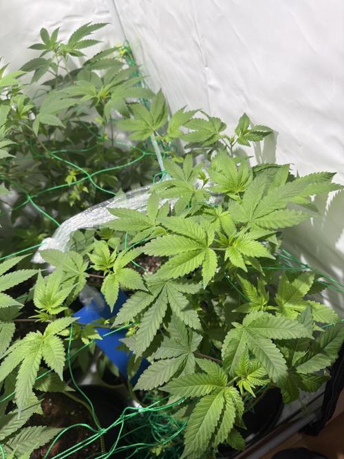 royal cookies. Week 10
