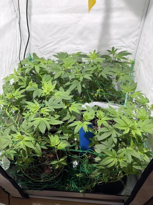 royal cookies. Week 10