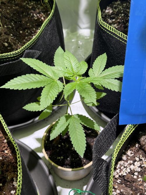 Royal cookies. Week 4
