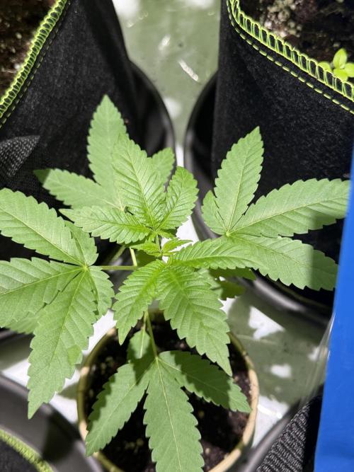 Royal cookies. Week 4