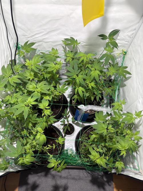 royal cookies. Week 11