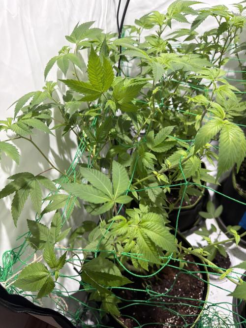 royal cookies. Week 11