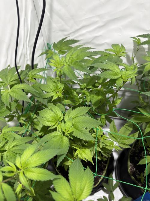 royal cookies. Week 11