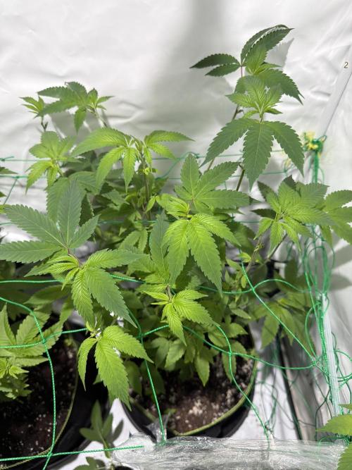 royal cookies. Week 11