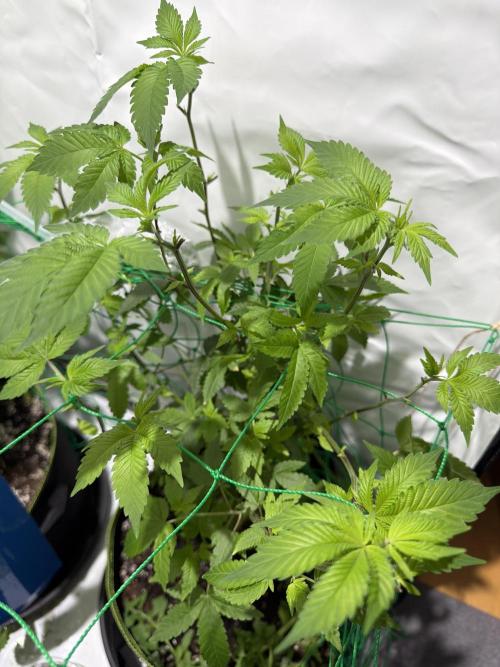 iFresh 4-Inch Inline Duct Fan. Week 11