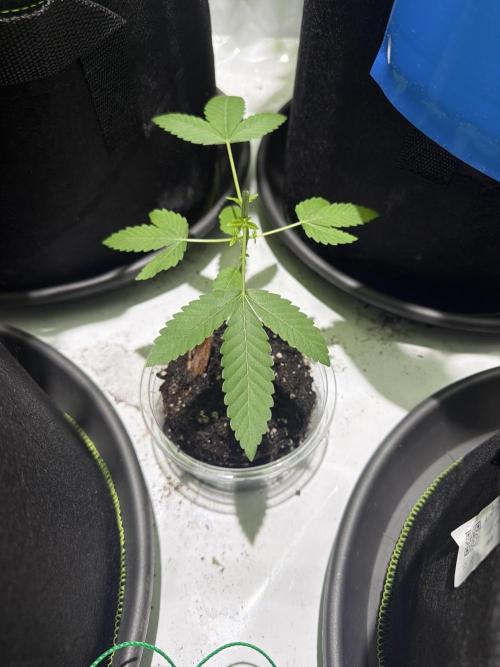 Royal cookies. Week 5