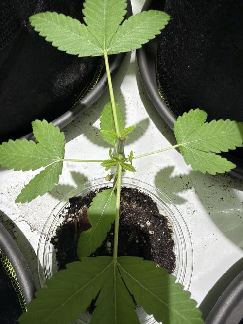 Royal cookies. Week 5